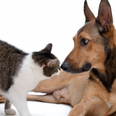 Bridge Street Animal Clinic in Fort Worth TX offers pet grooming for dogs and cats.